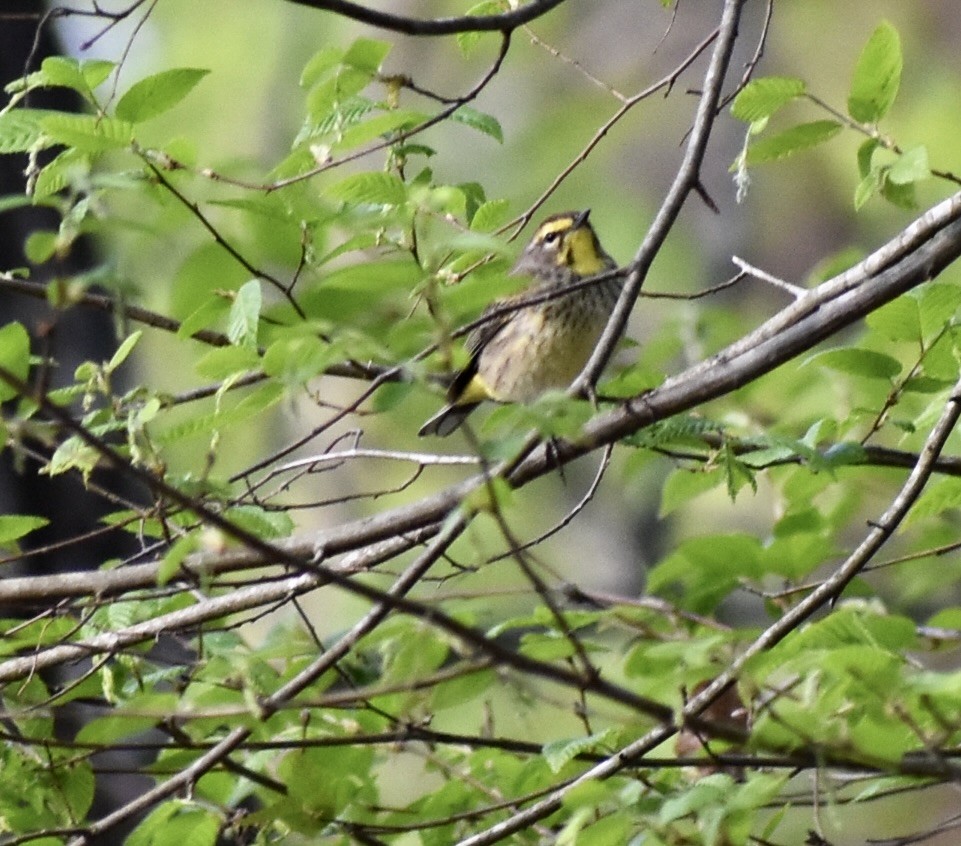 Palm Warbler - ML634087264