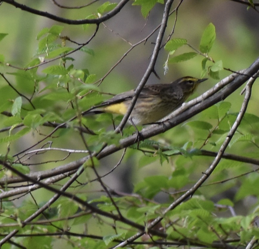 Palm Warbler - ML634087265