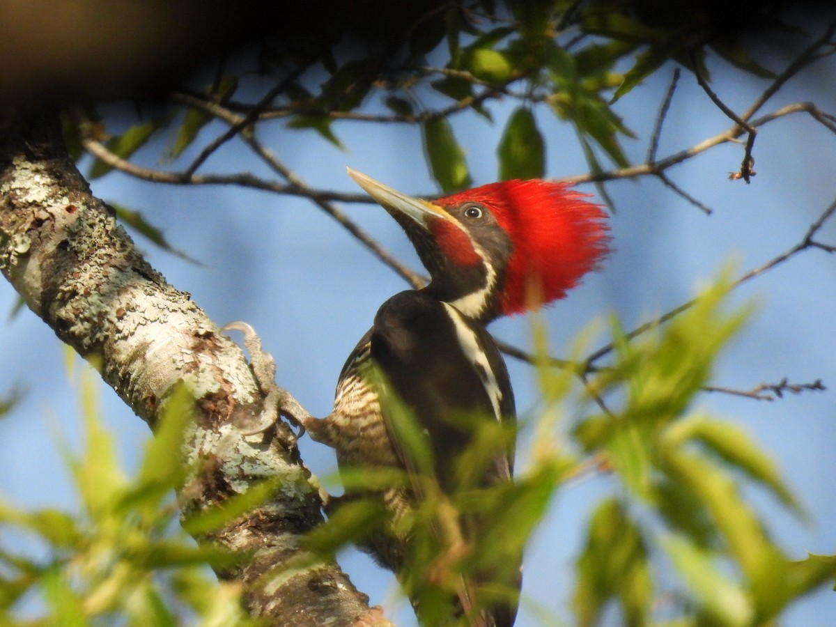 Lineated Woodpecker - ML634087275