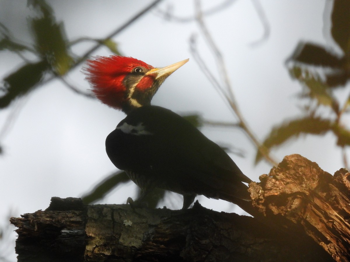 Lineated Woodpecker - ML634087276