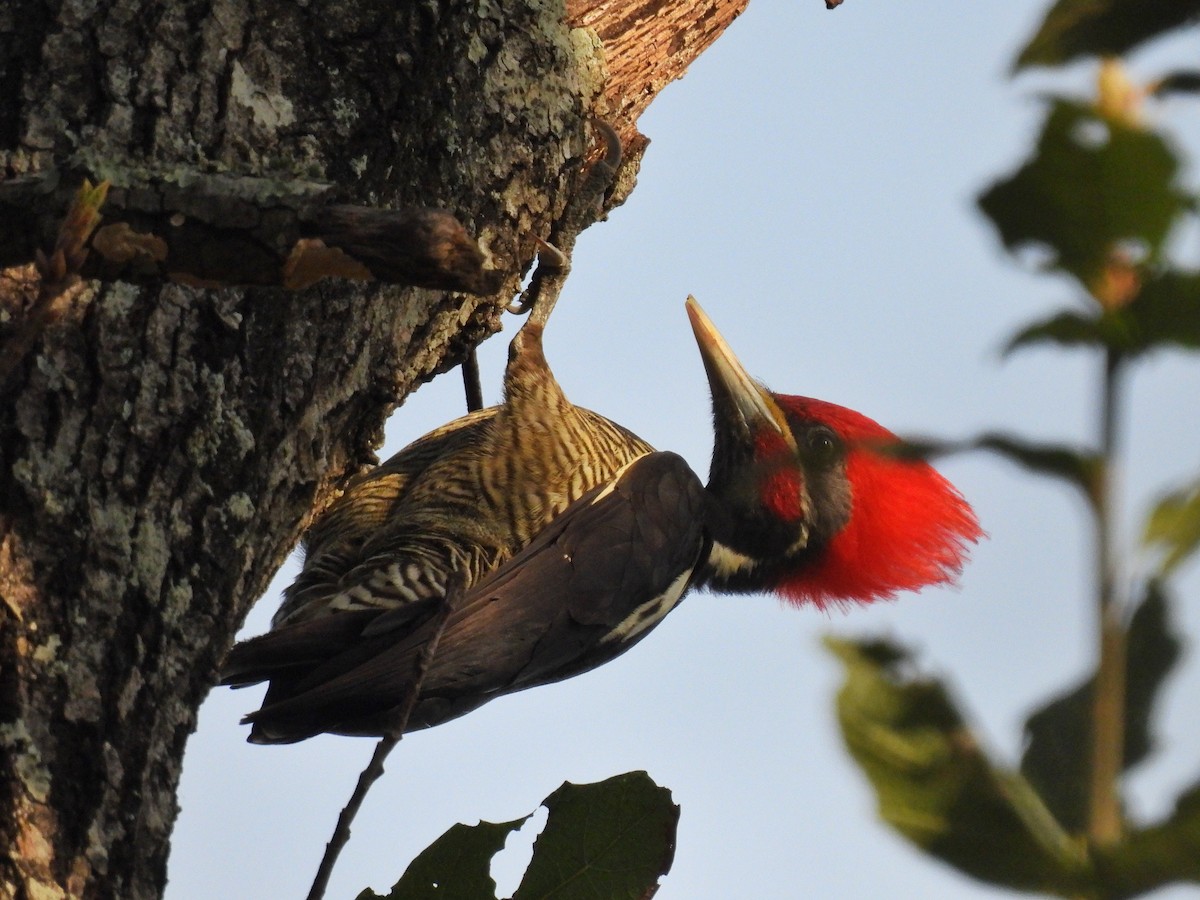 Lineated Woodpecker - ML634087277