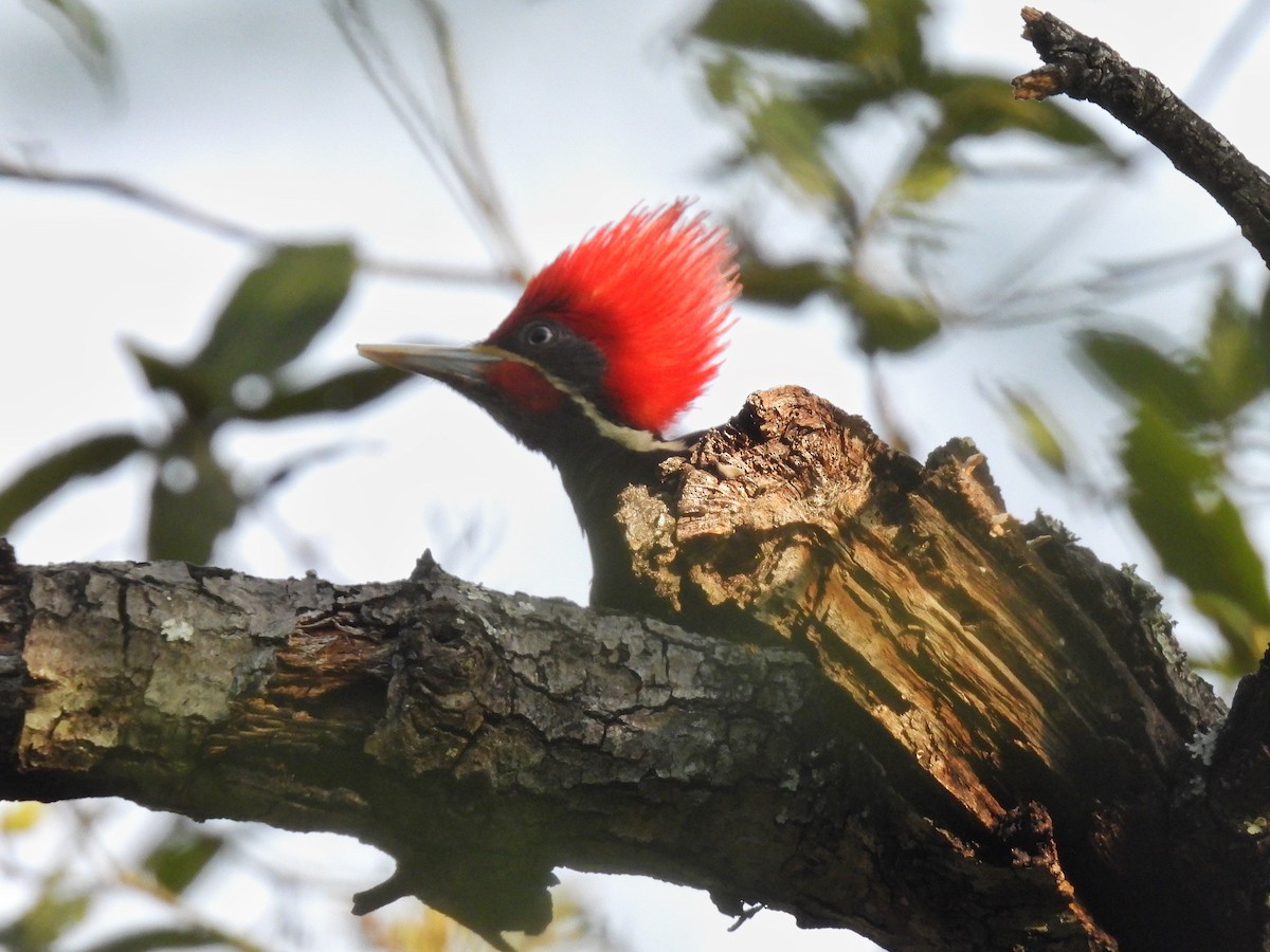 Lineated Woodpecker - ML634087278