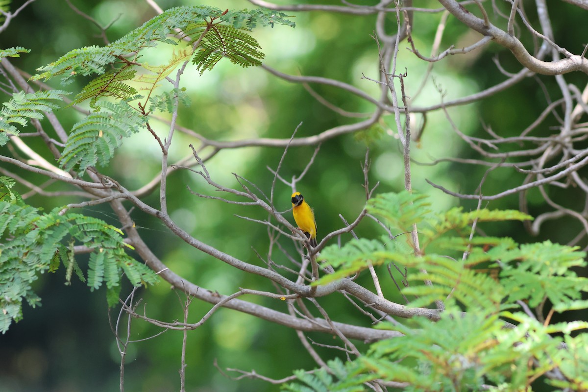 Asian Golden Weaver - ML634087297