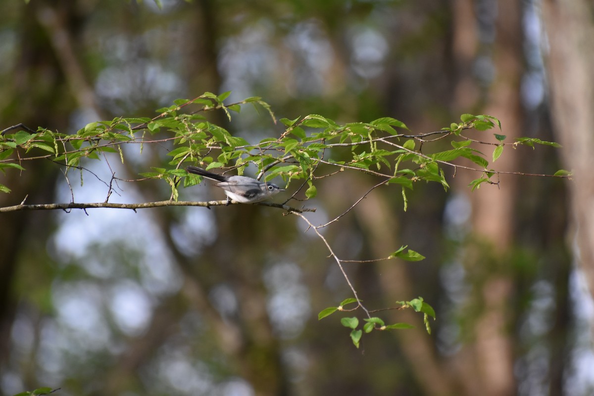 Blue-gray Gnatcatcher - ML634087334