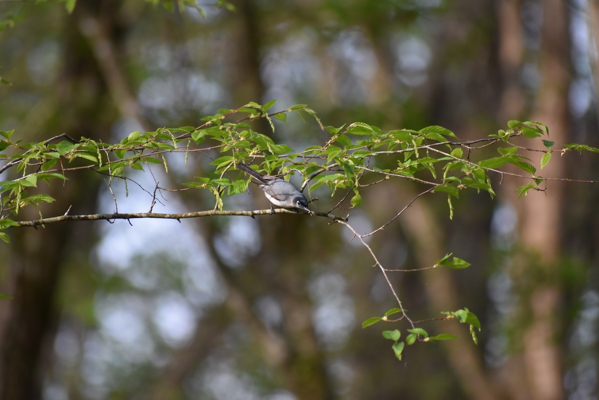 Blue-gray Gnatcatcher - ML634087335