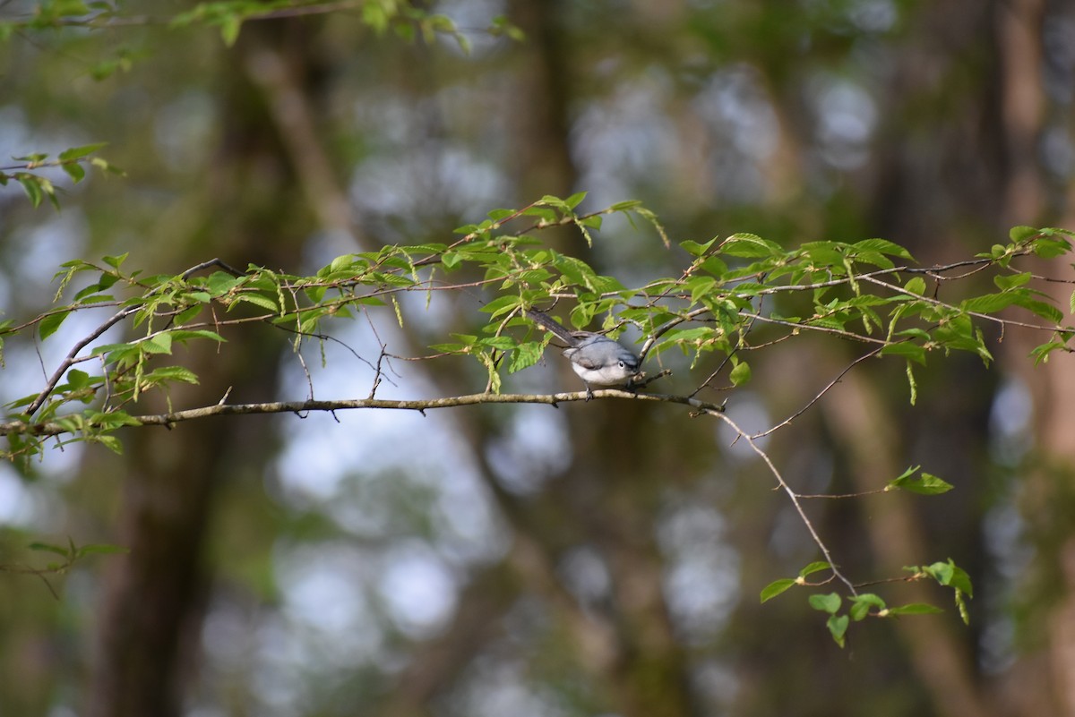 Blue-gray Gnatcatcher - ML634087336