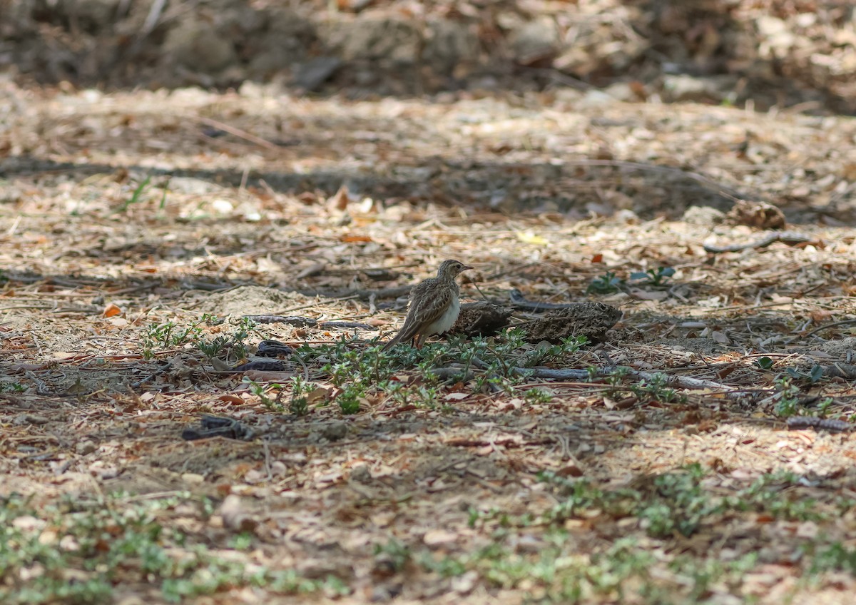 Paddyfield Pipit - ML634087346