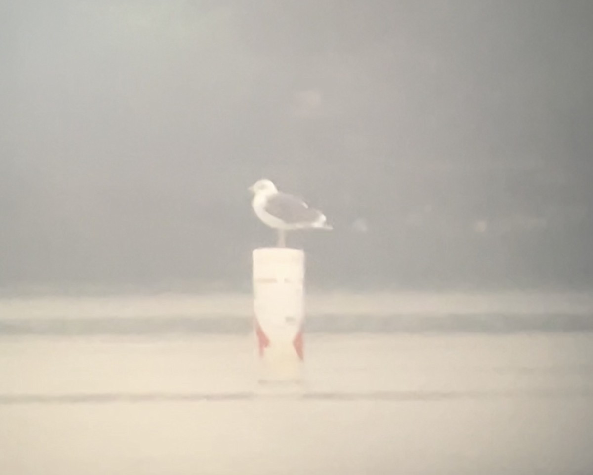 Lesser Black-backed Gull - ML634087381