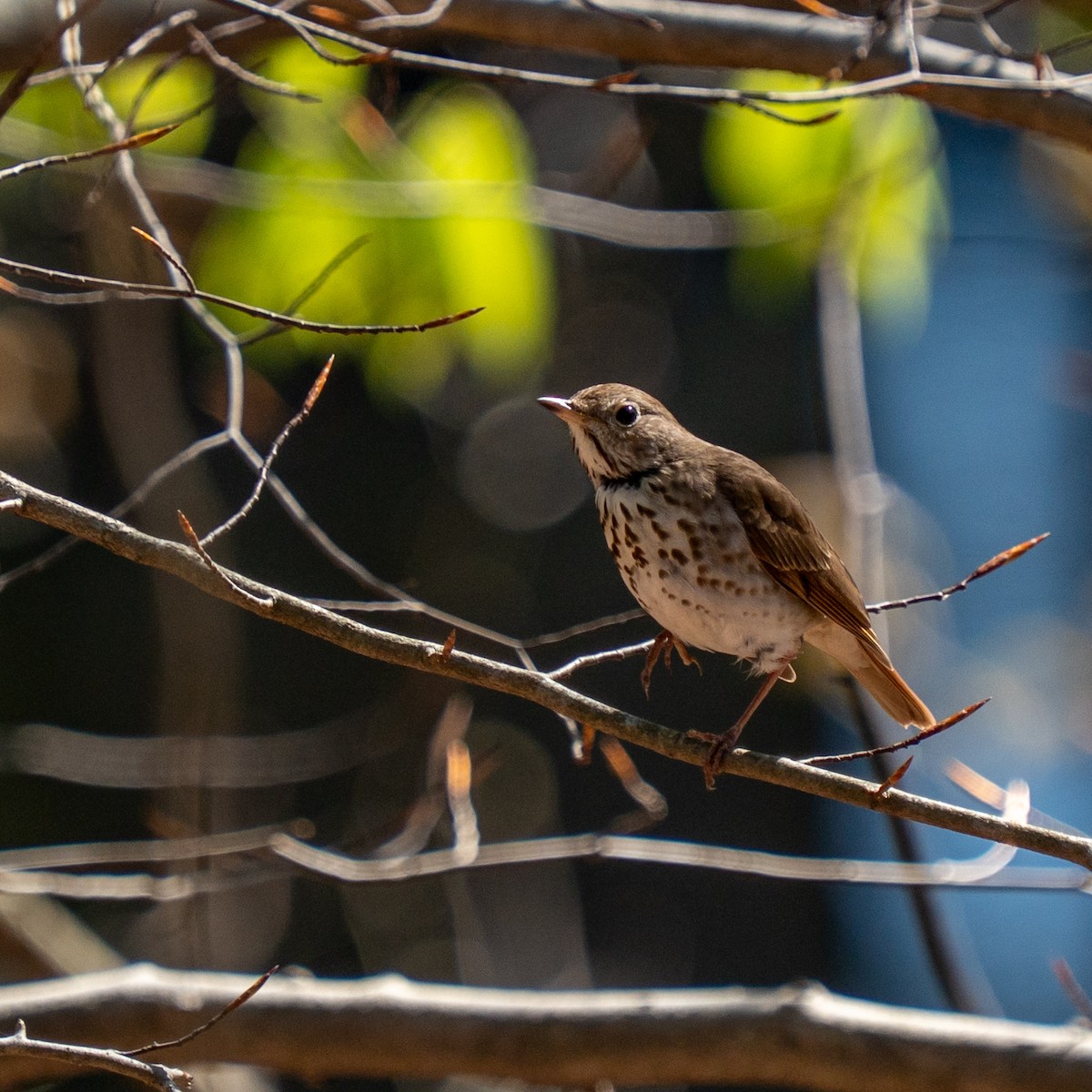 Hermit Thrush - ML634087416