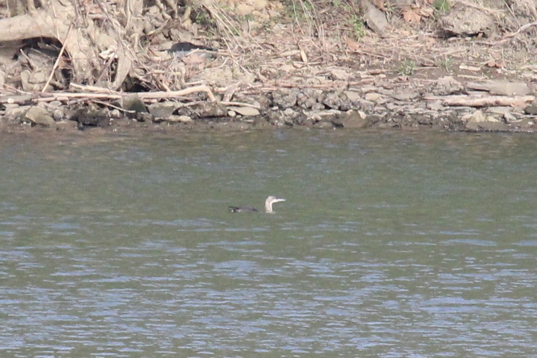 Pacific Loon - ML634087444