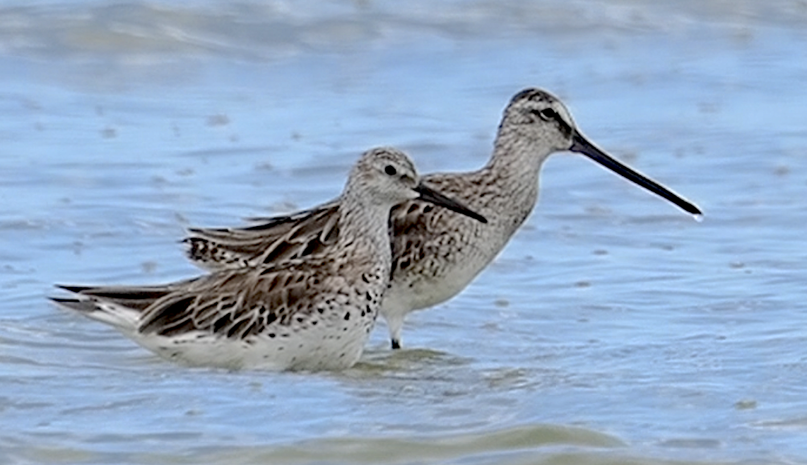 Asian Dowitcher - ML634087530