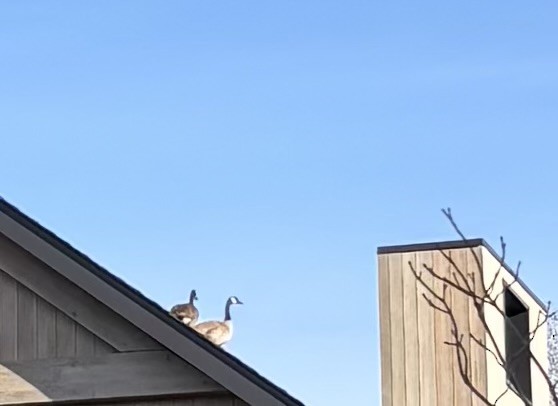 Canada Goose - ML634087584