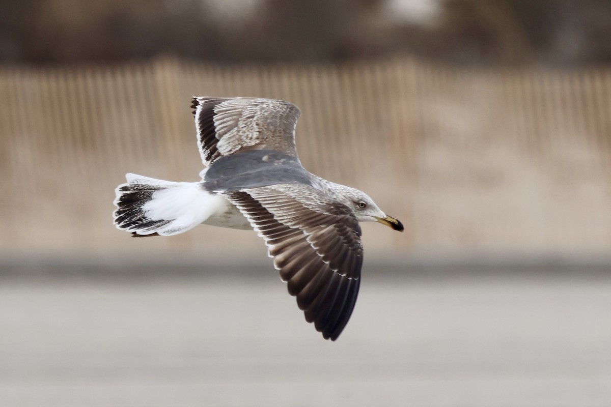 Lesser Black-backed Gull - ML634087598
