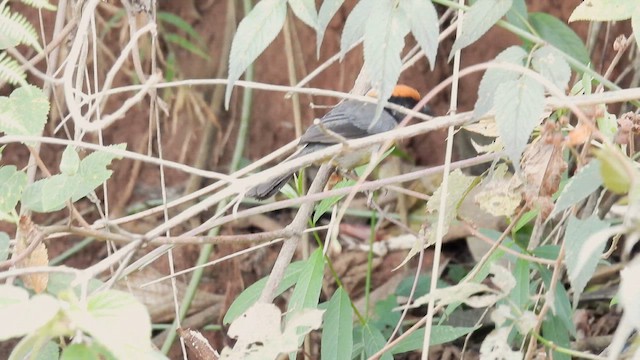 Yellow-breasted Brushfinch - ML634087752