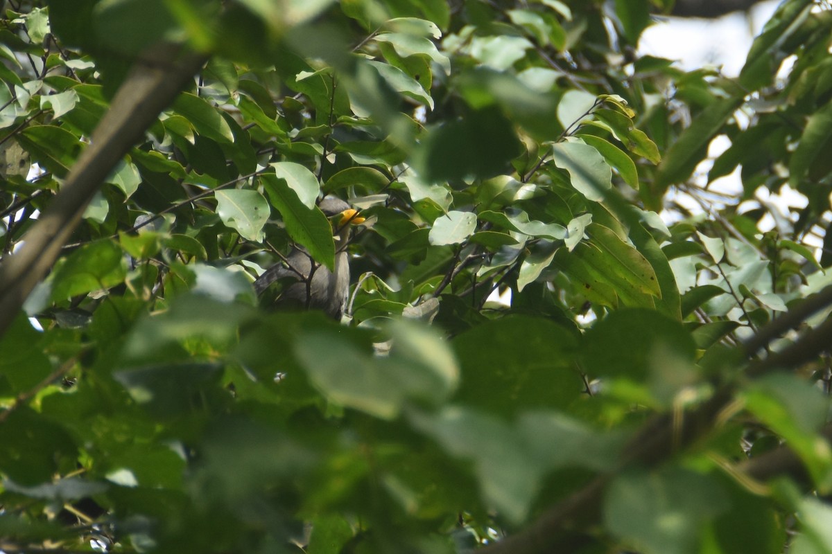 Green Malkoha - ML634087766