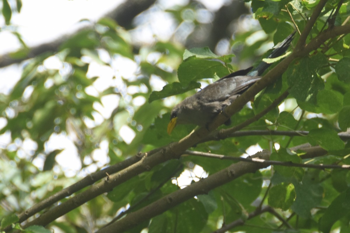Green Malkoha - ML634087768