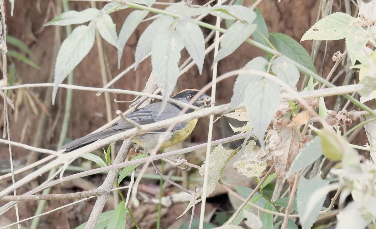 Yellow-breasted Brushfinch - ML634087785