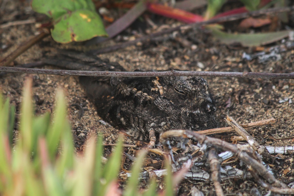 Band-winged Nightjar - ML634087804