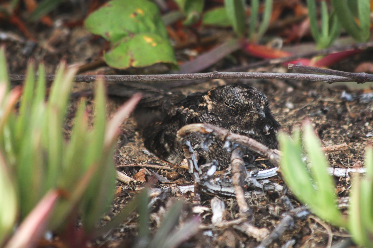 Band-winged Nightjar - ML634087805