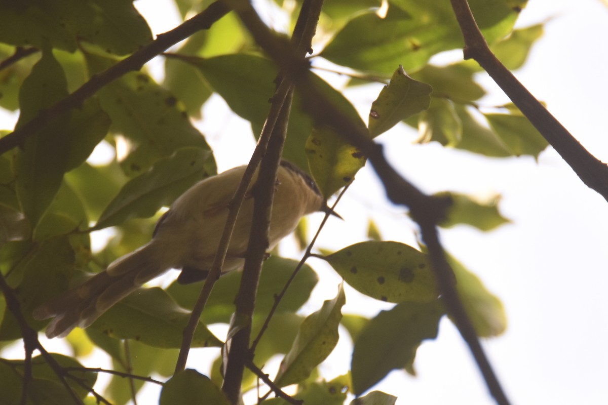 Black-headed Apalis - ML634087860