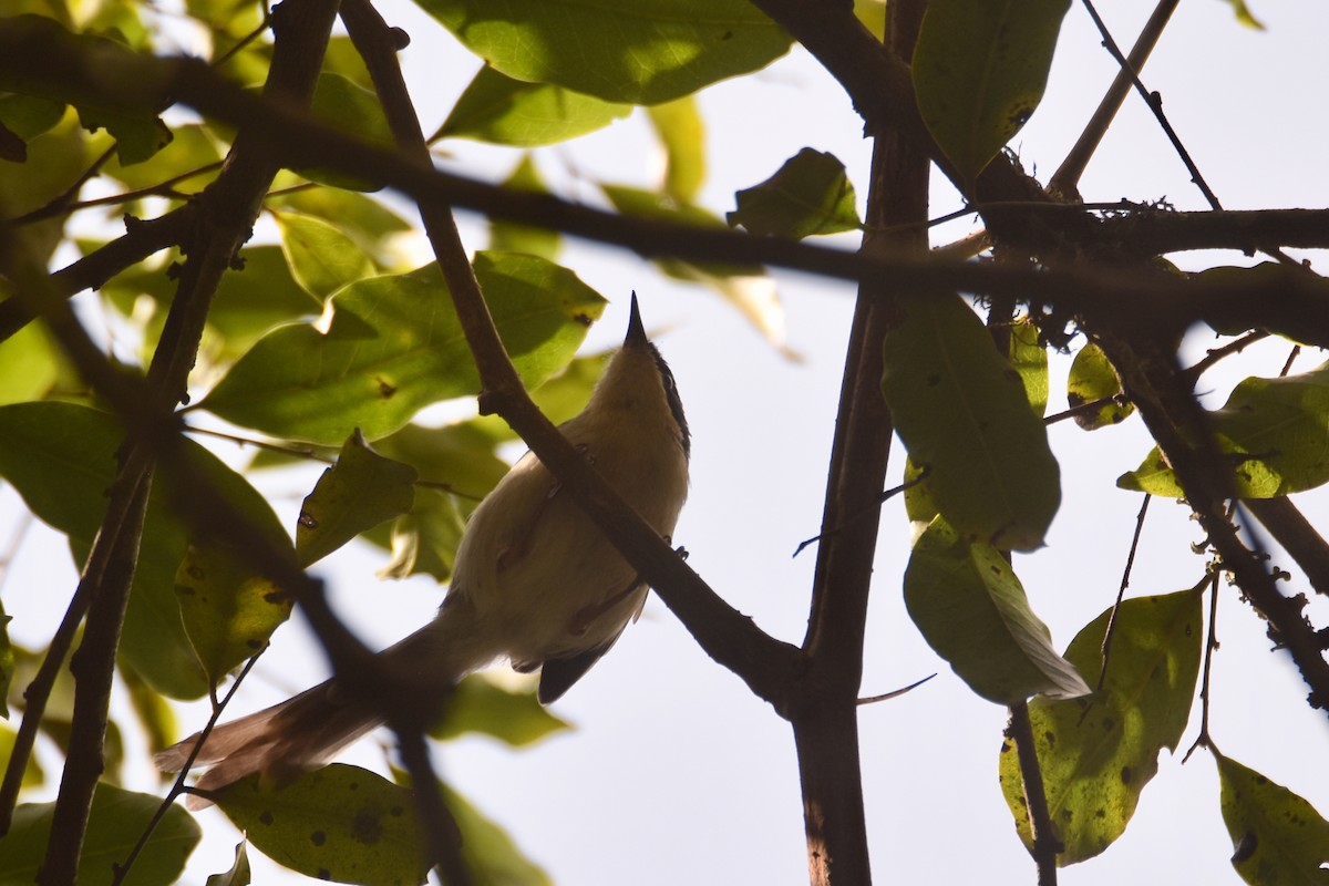 Black-headed Apalis - ML634087862
