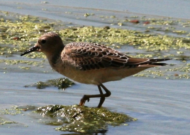 Buff-breasted Sandpiper - ML63408791