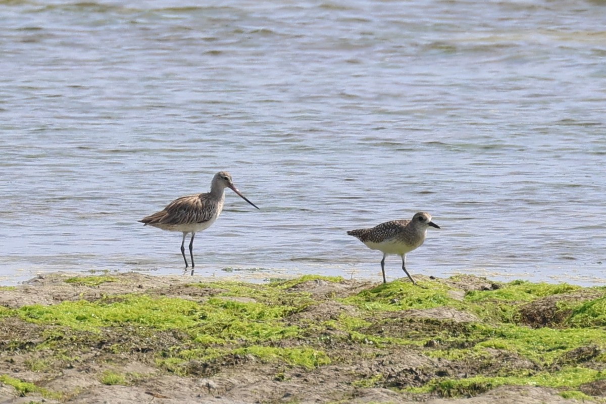 Bar-tailed Godwit - ML634087926