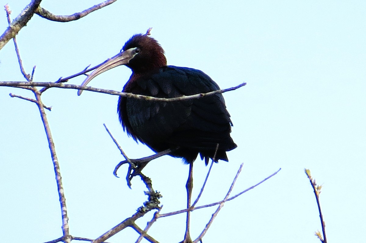 彩䴉 - ML634087927