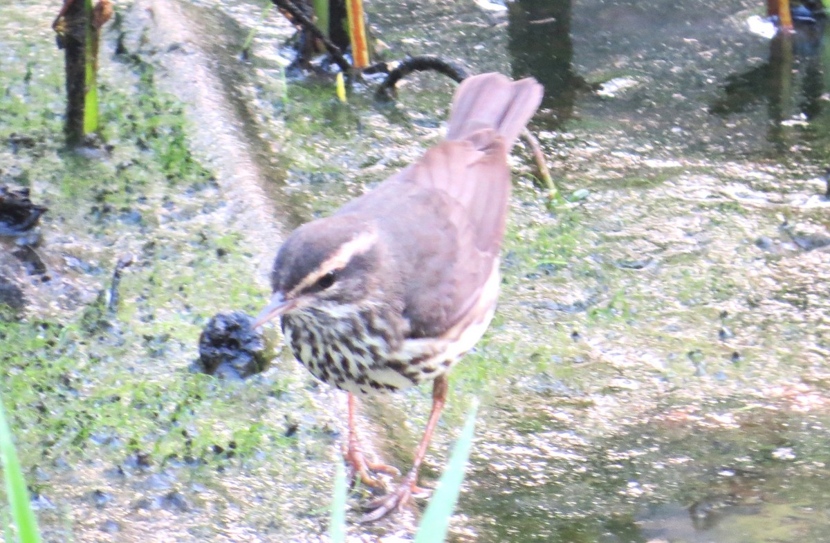 Northern Waterthrush - ML634087942