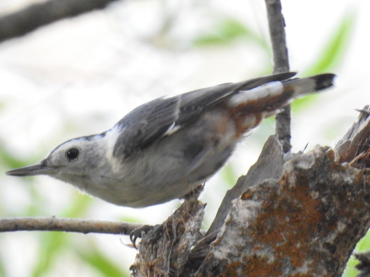 White-breasted Nuthatch - ML63408811