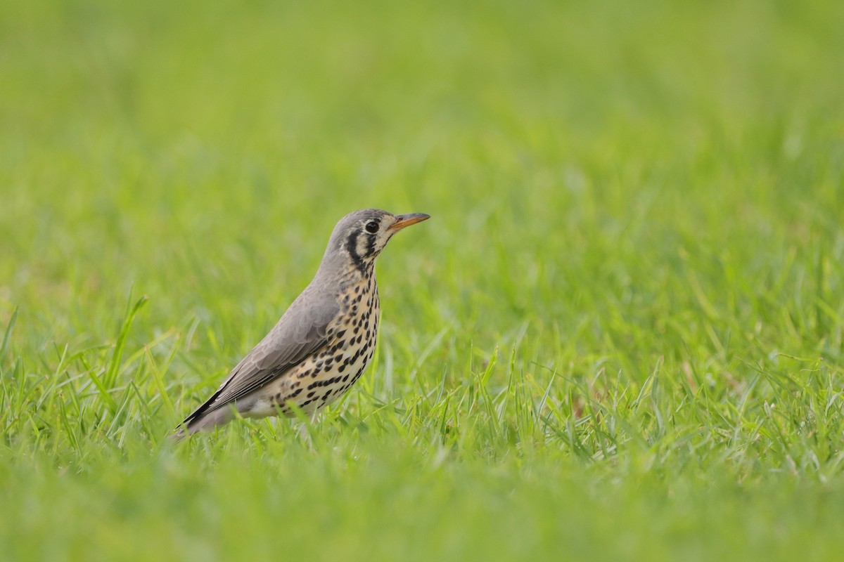 Groundscraper Thrush - ML634088235