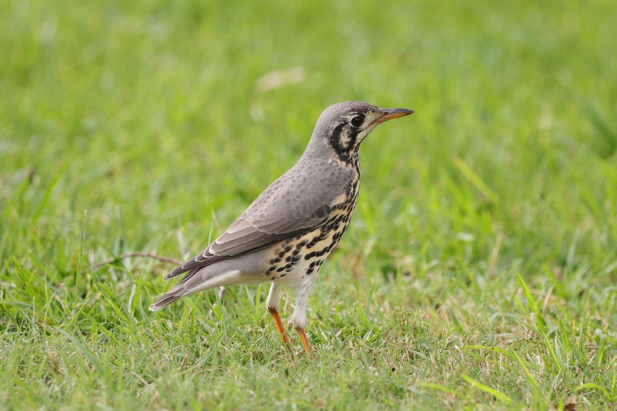 Groundscraper Thrush - ML634088236