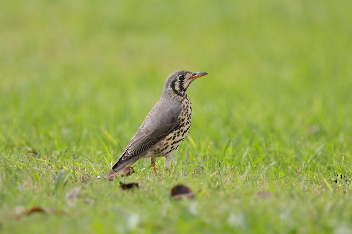 Groundscraper Thrush - ML634088237