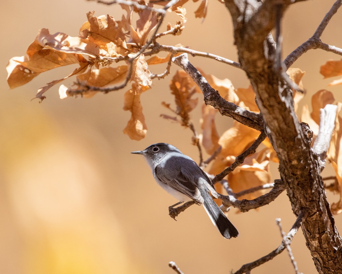 ברחשית כחלחלה - ML634088281