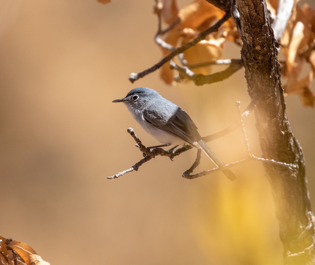 ברחשית כחלחלה - ML634088295