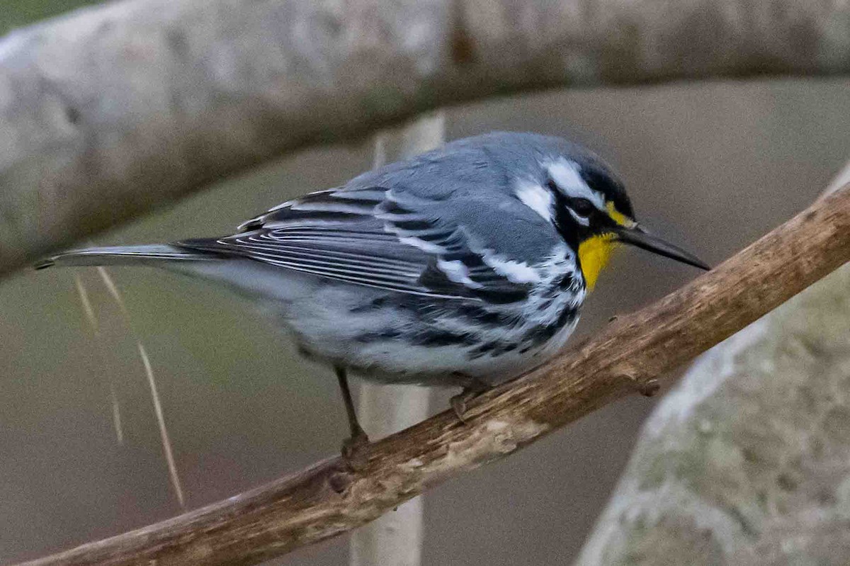 Yellow-throated Warbler - ML634088337
