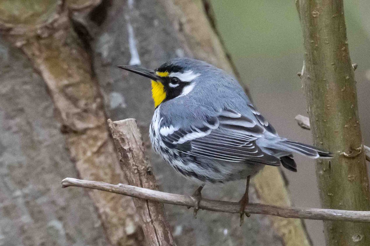 Yellow-throated Warbler - ML634088339