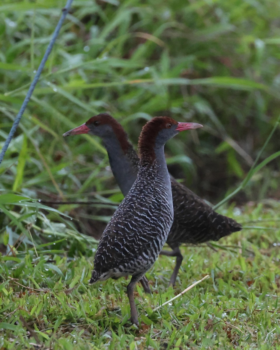 Slaty-breasted Rail - ML634088355
