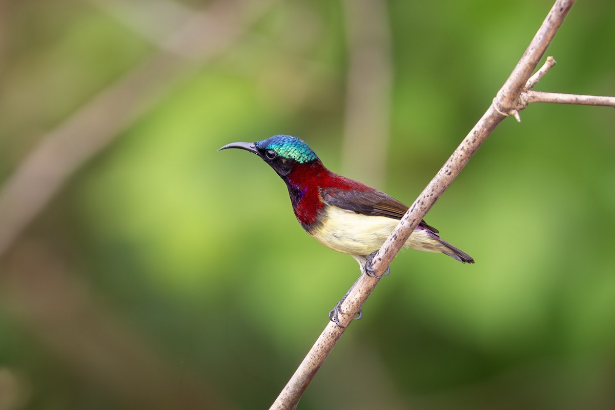 Crimson-backed Sunbird - ML634088450