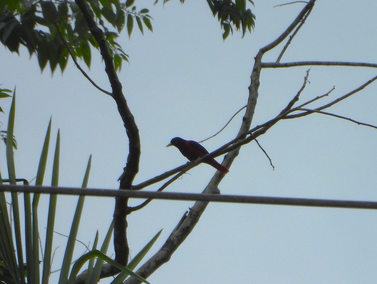 Maroon Oriole - ML634088557