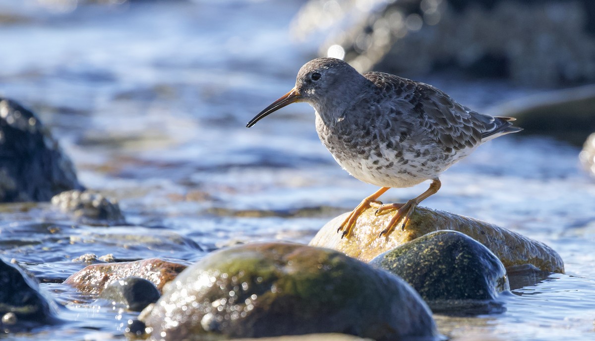 Purple Sandpiper - ML634088599