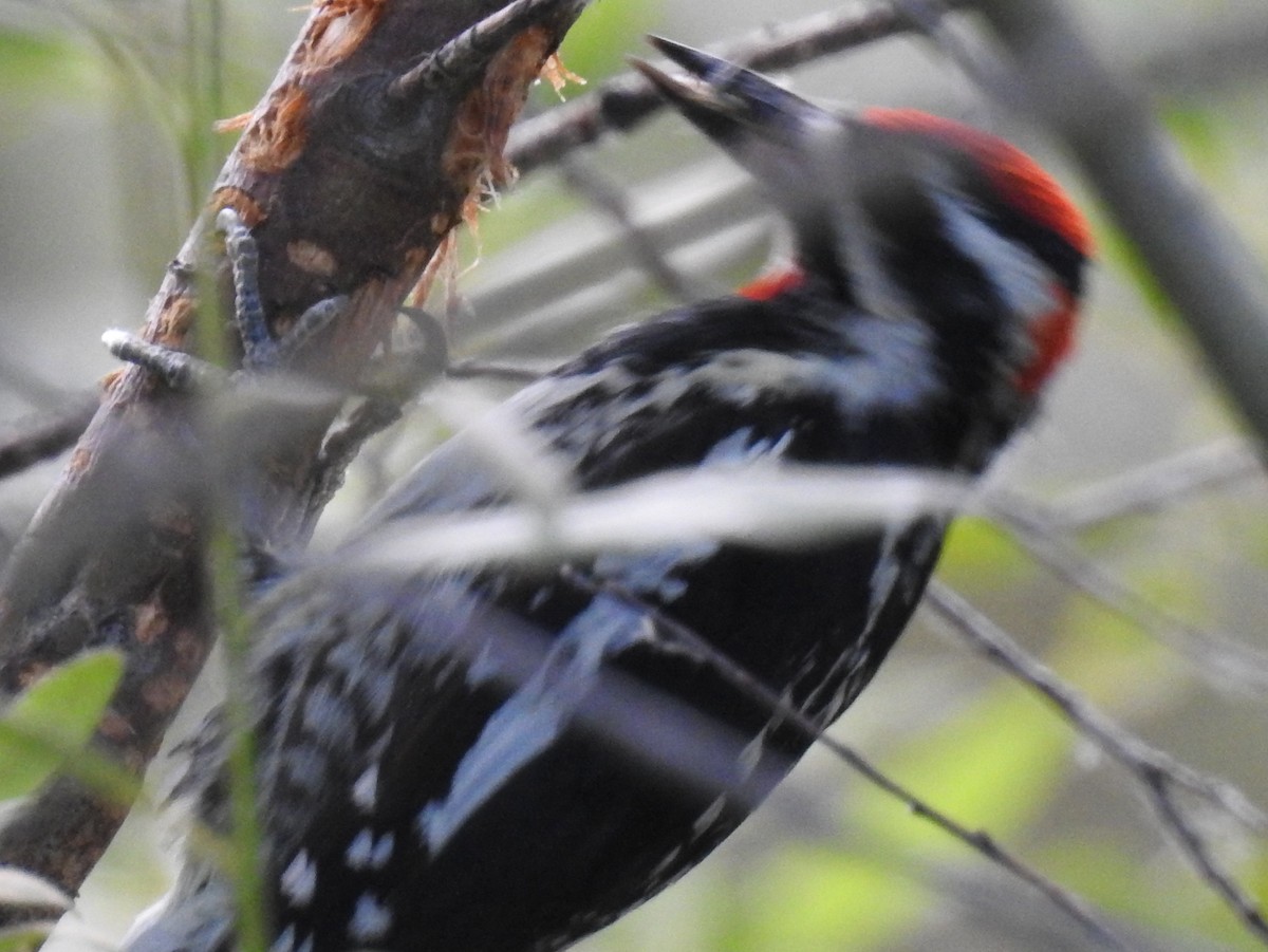 Red-naped Sapsucker - ML63408861