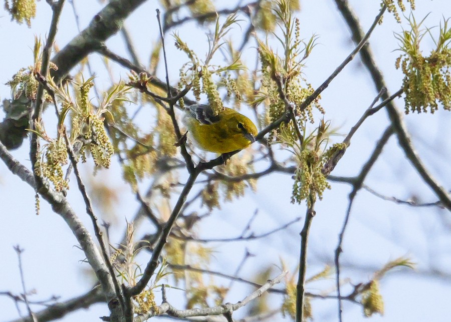 Pine Warbler - Roger Horn