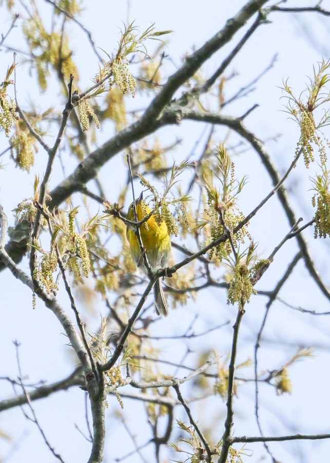 Pine Warbler - Roger Horn