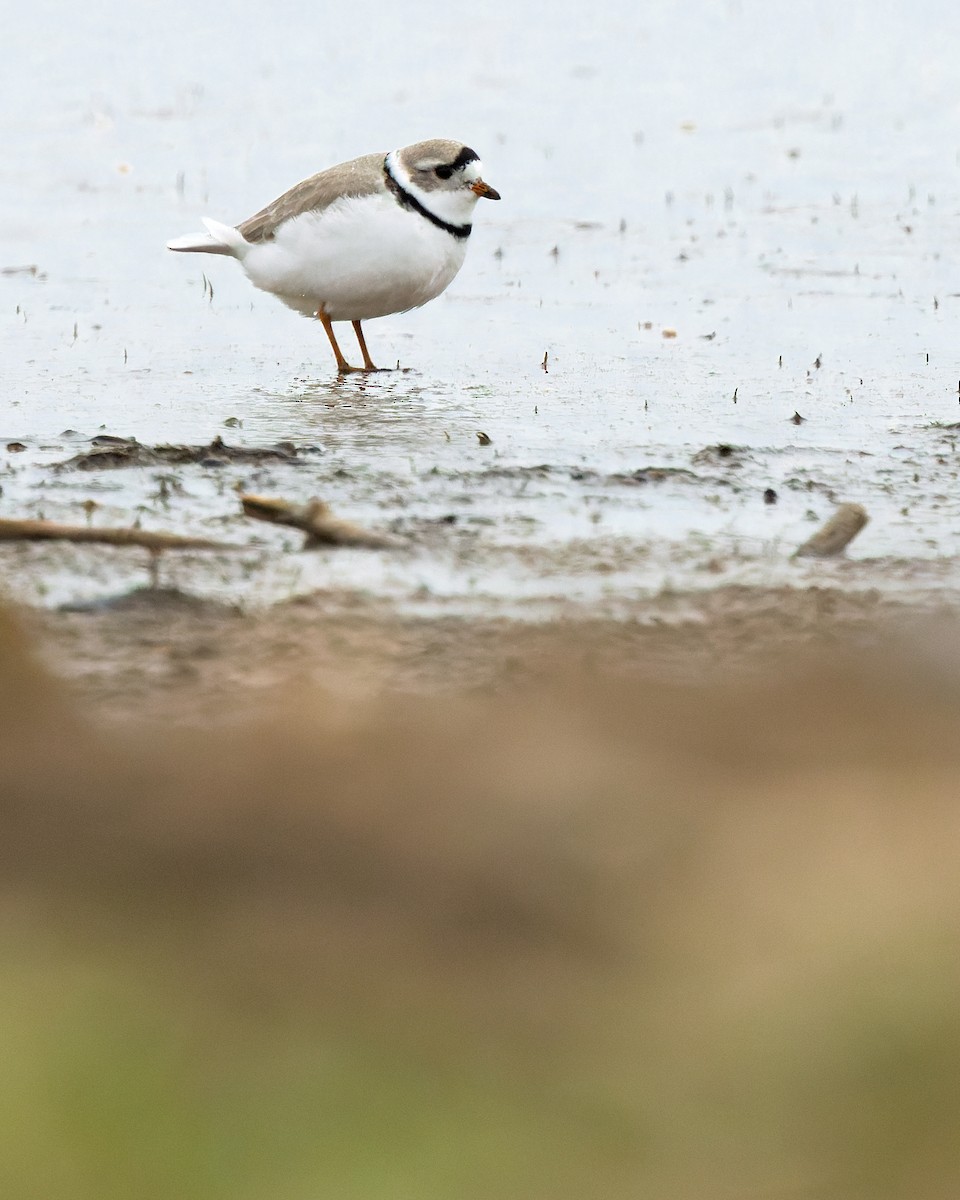 Piping Plover - ML634088762
