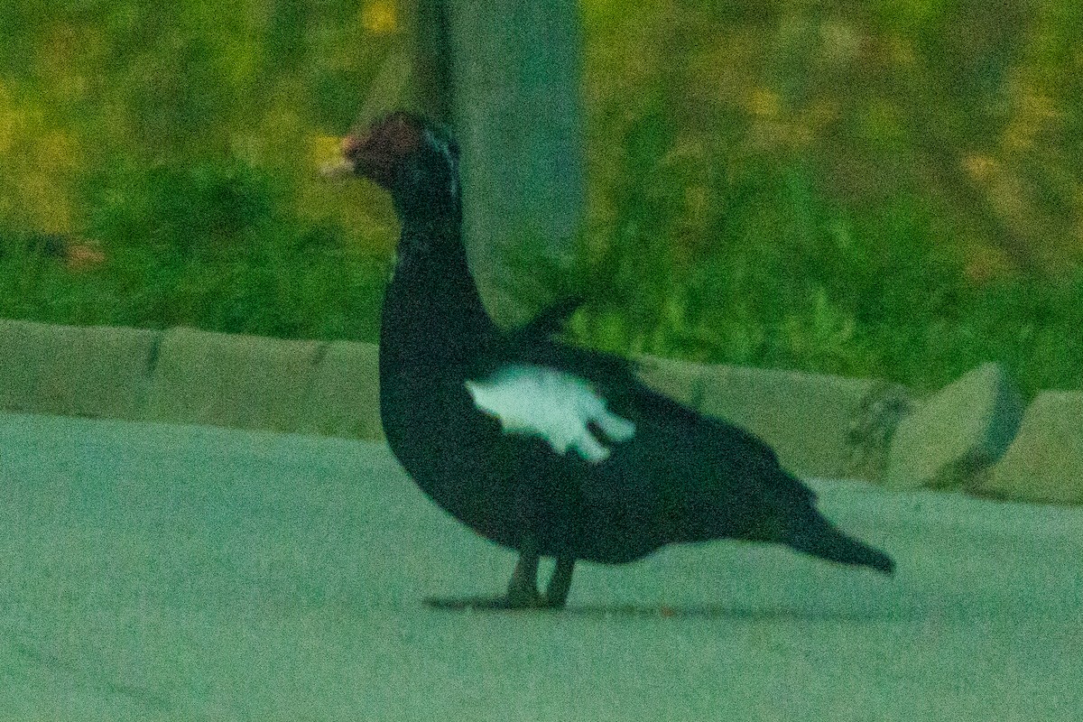 Muscovy Duck (Domestic type) - ML634088895
