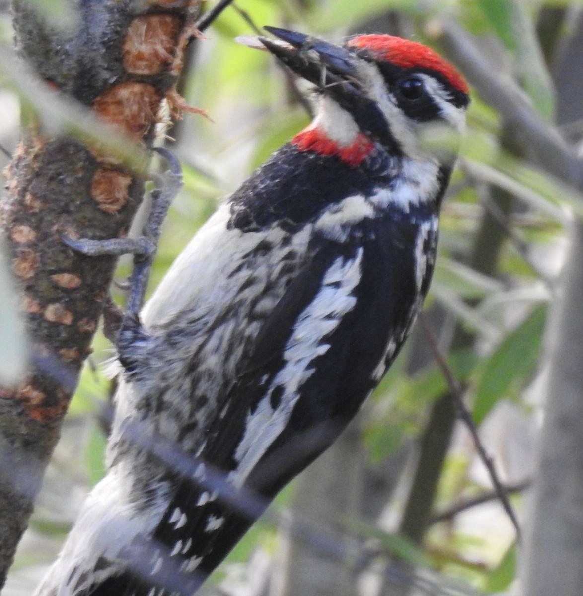 Red-naped Sapsucker - Shane Sater