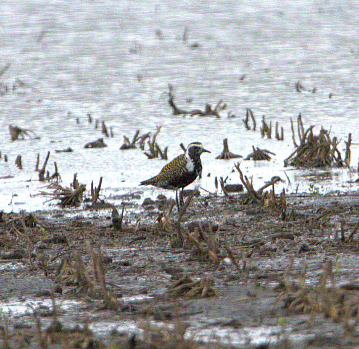 American Golden-Plover - ML634089137