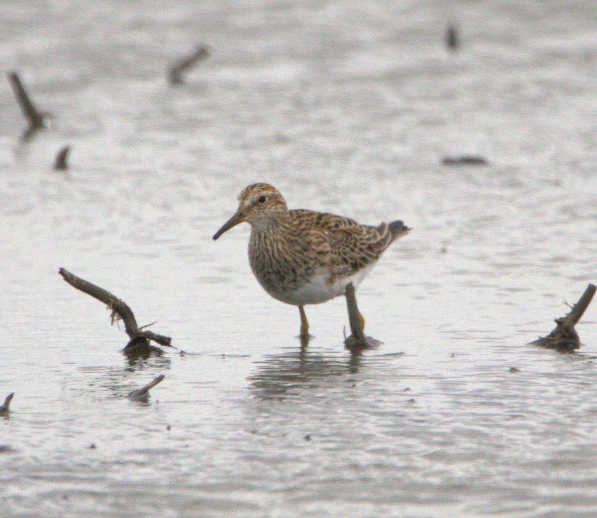 Pectoral Sandpiper - ML634089158