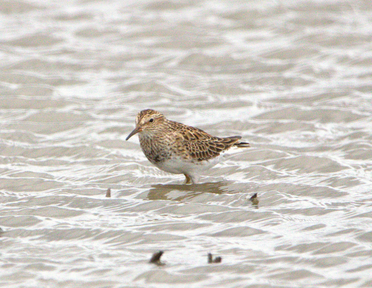 Pectoral Sandpiper - ML634089159
